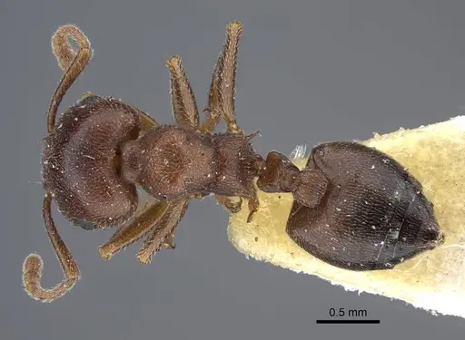 Crematogaster chiarinii specimen CASENT0916984 image casent0916984_1