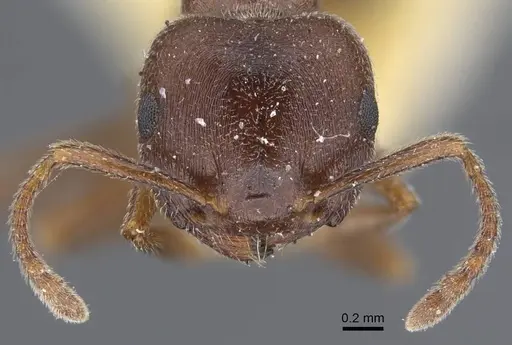 Crematogaster chiarinii specimen CASENT0916984 image casent0916984_2