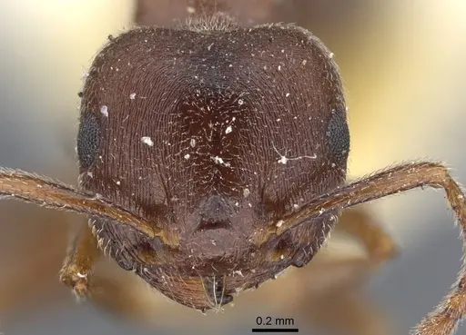 Crematogaster chiarinii specimen CASENT0916984 image casent0916984_3