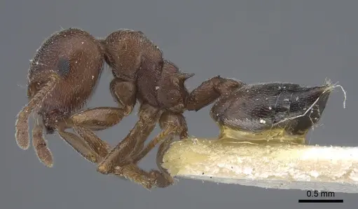Crematogaster chiarinii specimen CASENT0916984 image casent0916984_4