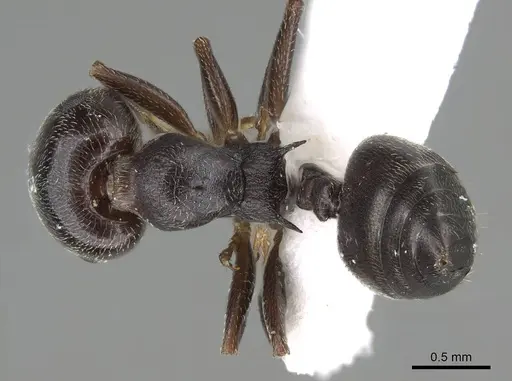 Crematogaster chiarinii specimen CASENT0922185 image casent0922185_1