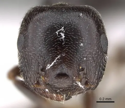 Crematogaster chiarinii specimen CASENT0922185 image casent0922185_2