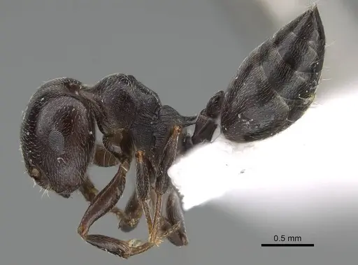 Crematogaster chiarinii specimen CASENT0922185 image casent0922185_3