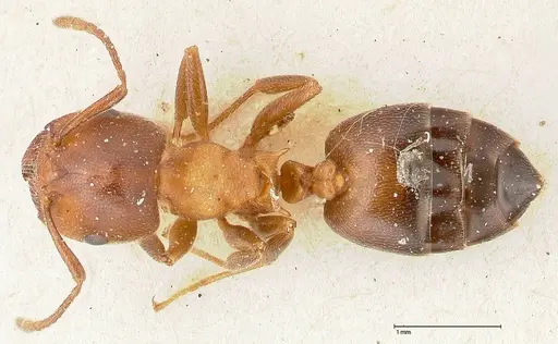 Crematogaster chiarinii specimen FOCOL0511 image focol0511_1