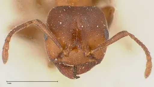 Crematogaster chiarinii specimen FOCOL0511 image focol0511_2