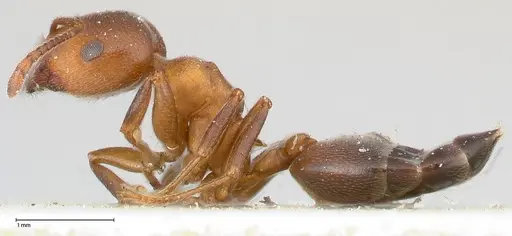 Crematogaster chiarinii specimen FOCOL0511 image focol0511_3