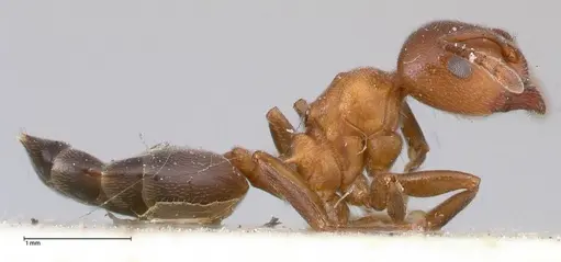Crematogaster chiarinii specimen FOCOL0511 image focol0511_4