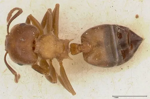 Crematogaster chiarinii specimen FOCOL0512-1 image focol0512-1_1