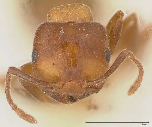 Crematogaster chiarinii specimen FOCOL0512-1 image focol0512-1_2