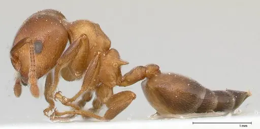 Crematogaster chiarinii specimen FOCOL0512-1 image focol0512-1_3