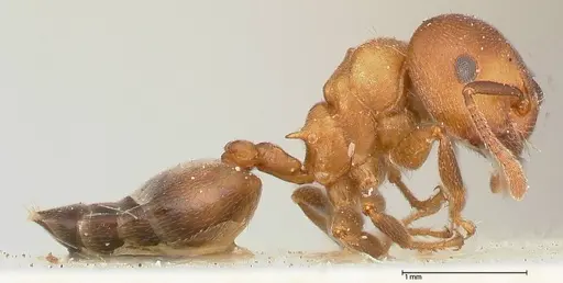 Crematogaster chiarinii specimen FOCOL0512-1 image focol0512-1_4