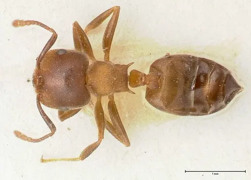 Crematogaster chiarinii specimen FOCOL0512-2 image focol0512-2_1
