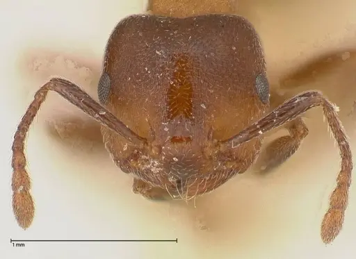 Crematogaster chiarinii specimen FOCOL0512-2 image focol0512-2_2