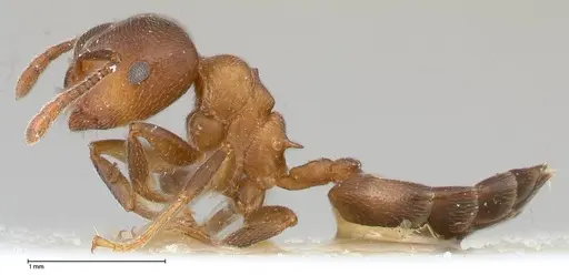 Crematogaster chiarinii specimen FOCOL0512-2 image focol0512-2_3