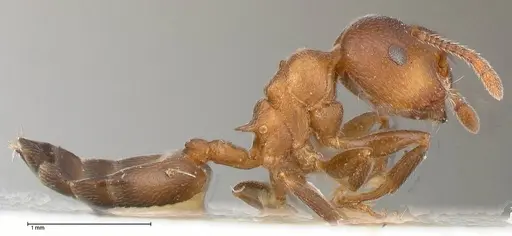 Crematogaster chiarinii specimen FOCOL0512-2 image focol0512-2_4
