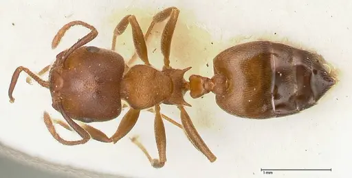 Crematogaster chiarinii specimen FOCOL0512-3 image focol0512-3_1
