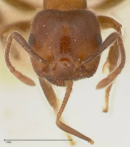 Crematogaster chiarinii specimen FOCOL0512-3 image focol0512-3_2