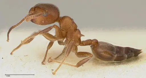 Crematogaster chiarinii specimen FOCOL0512-3 image focol0512-3_3