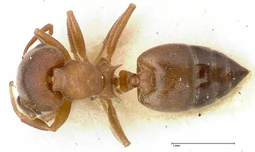 Crematogaster chiarinii specimen FOCOL0512-4 image focol0512-4_1