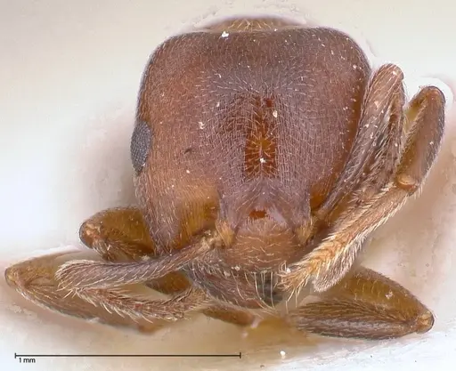 Crematogaster chiarinii specimen FOCOL0512-4 image focol0512-4_2