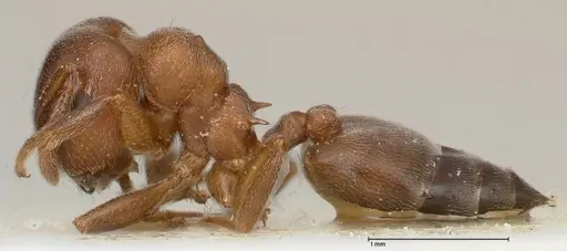 Crematogaster chiarinii specimen FOCOL0512-4 image focol0512-4_3