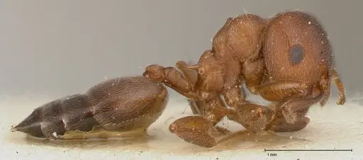 Crematogaster chiarinii specimen FOCOL0512-4 image focol0512-4_4