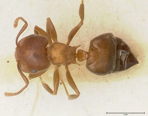 Crematogaster chiarinii specimen FOCOL0512-5 image focol0512-5_1