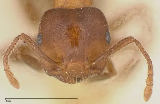Crematogaster chiarinii specimen FOCOL0512-5 image focol0512-5_2