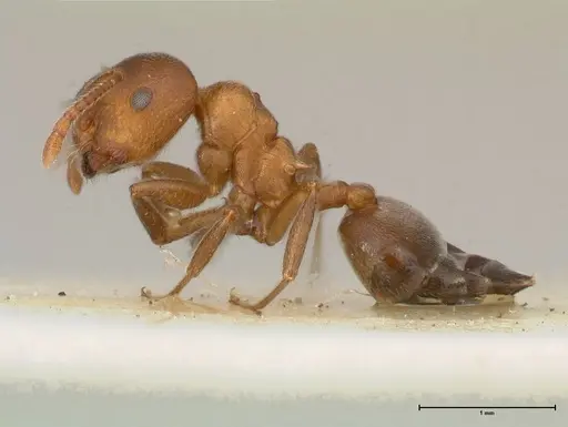 Crematogaster chiarinii specimen FOCOL0512-5 image focol0512-5_3