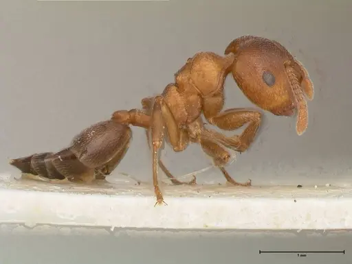 Crematogaster chiarinii specimen FOCOL0512-5 image focol0512-5_4