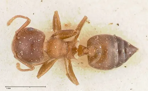 Crematogaster chiarinii specimen FOCOL0513 image focol0513_1