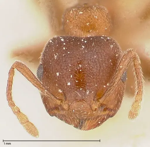 Crematogaster chiarinii specimen FOCOL0513 image focol0513_2