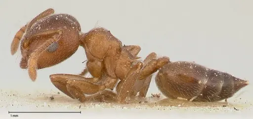 Crematogaster chiarinii specimen FOCOL0513 image focol0513_3