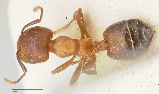 Crematogaster chiarinii specimen FOCOL0514 image focol0514_1