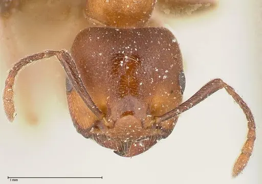 Crematogaster chiarinii specimen FOCOL0514 image focol0514_2