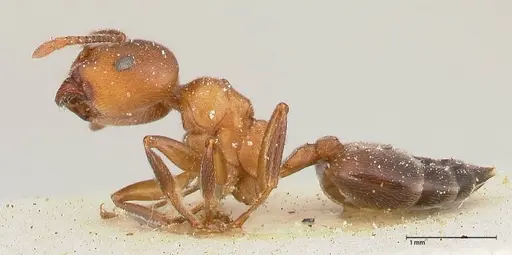 Crematogaster chiarinii specimen FOCOL0514 image focol0514_3