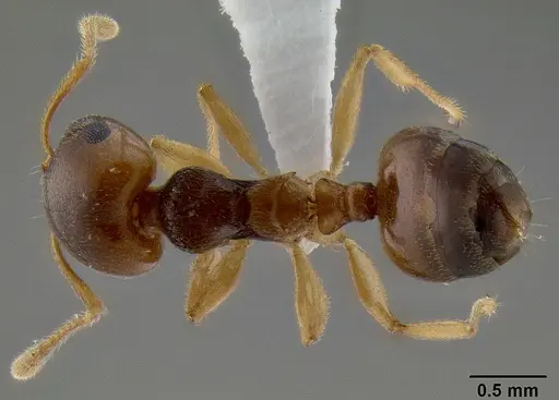 Crematogaster chlorotica specimen CASENT0415414 image casent0415414_1