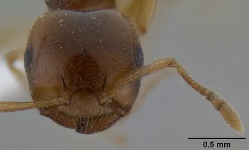 Crematogaster chlorotica specimen CASENT0415414 image casent0415414_2