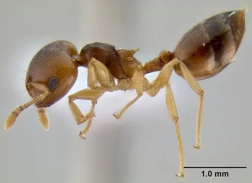 Crematogaster chlorotica specimen CASENT0415414 image casent0415414_3