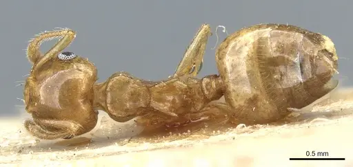 Crematogaster chlorotica specimen CASENT0904476 image casent0904476_1