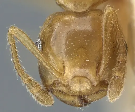 Crematogaster chlorotica specimen CASENT0904476 image casent0904476_2