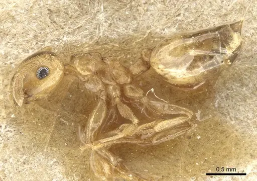 Crematogaster chlorotica specimen CASENT0904476 image casent0904476_3