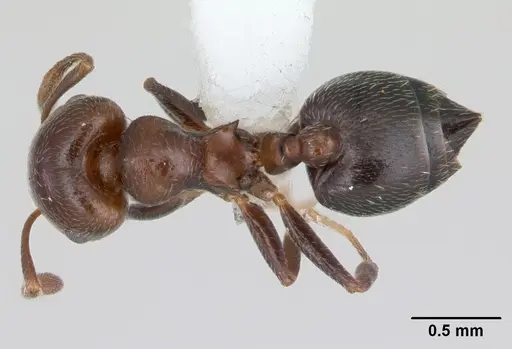 Crematogaster chodati specimen CASENT0173932 image casent0173932_1