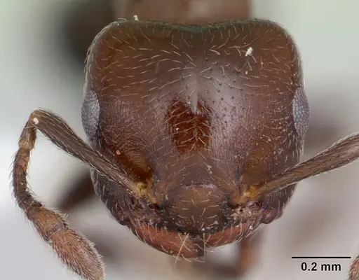 Crematogaster chodati specimen CASENT0173932 image casent0173932_2