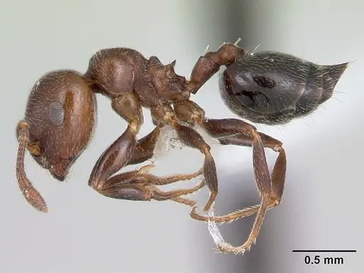Crematogaster chodati specimen CASENT0173932 image casent0173932_3