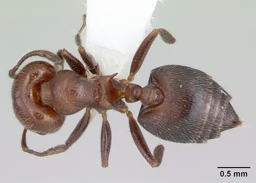 Crematogaster chodati specimen CASENT0173933 image casent0173933_1