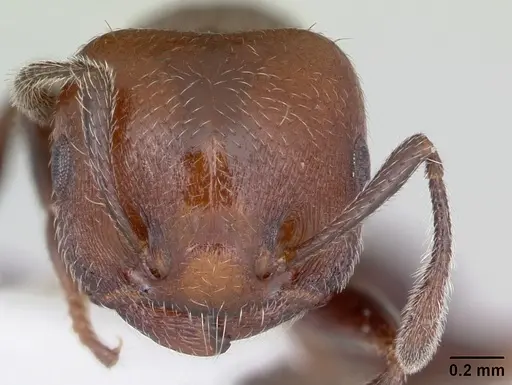 Crematogaster chodati specimen CASENT0173933 image casent0173933_2
