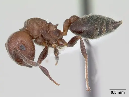Crematogaster chodati specimen CASENT0173933 image casent0173933_3