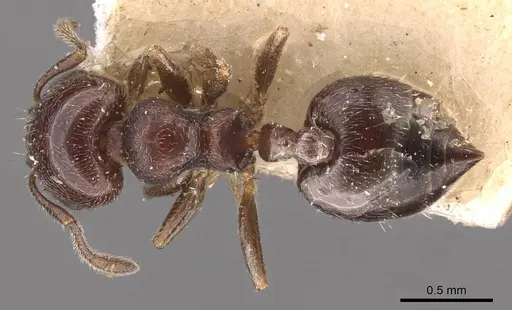 Crematogaster chodati specimen CASENT0908418 image casent0908418_1