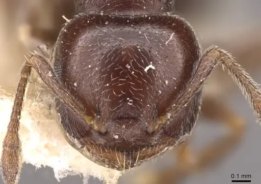 Crematogaster chodati specimen CASENT0908418 image casent0908418_2